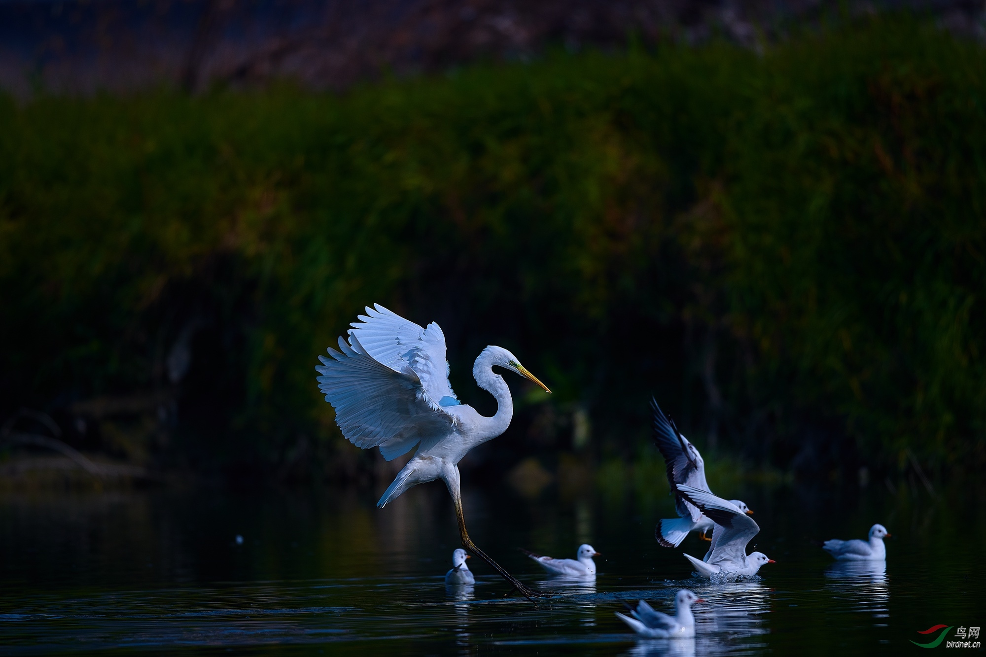 DSC_8585.jpg