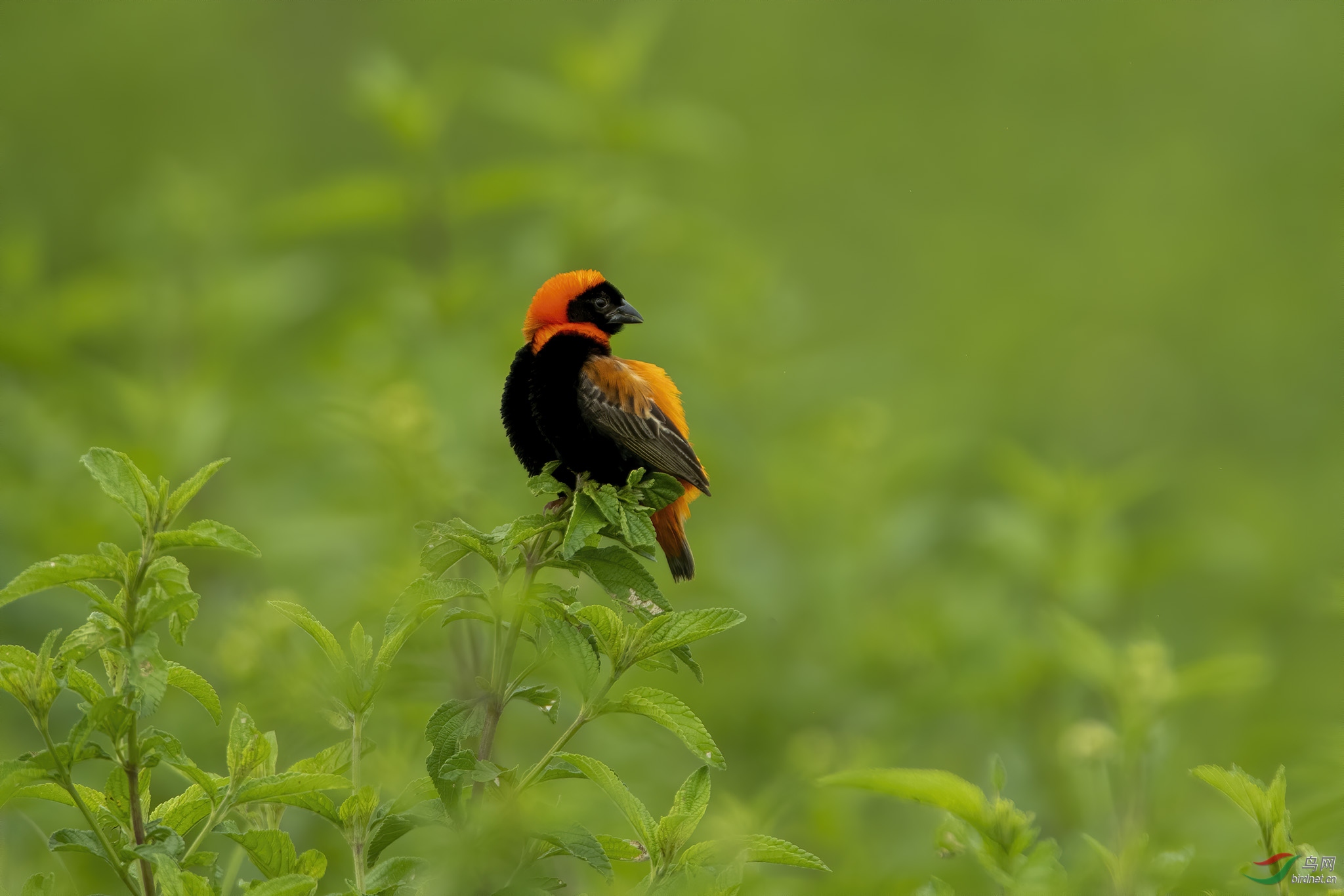 红巧织雀 @ 坦桑尼亚联合共和国