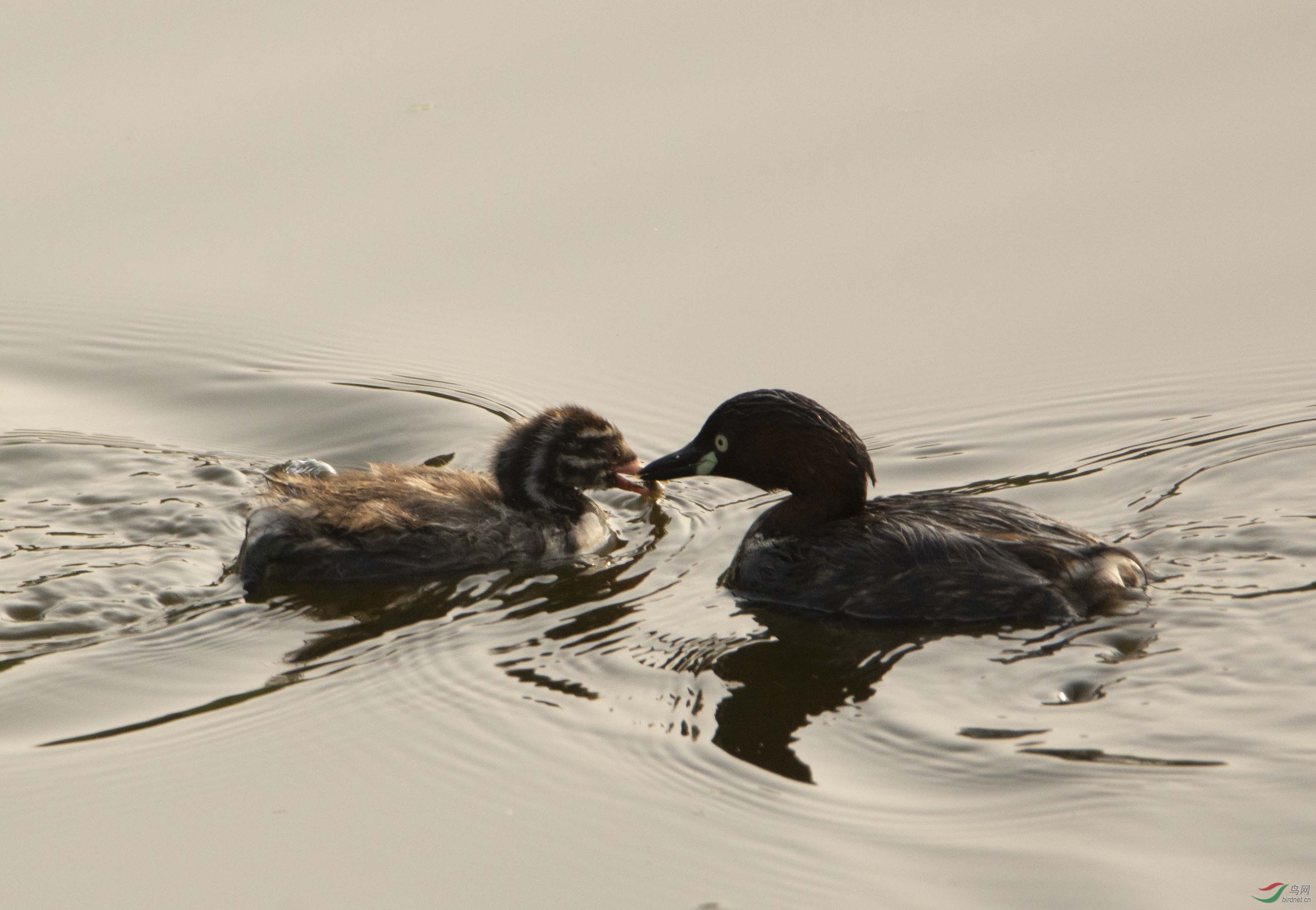 ��ͷ�G�fĸ��ι����1