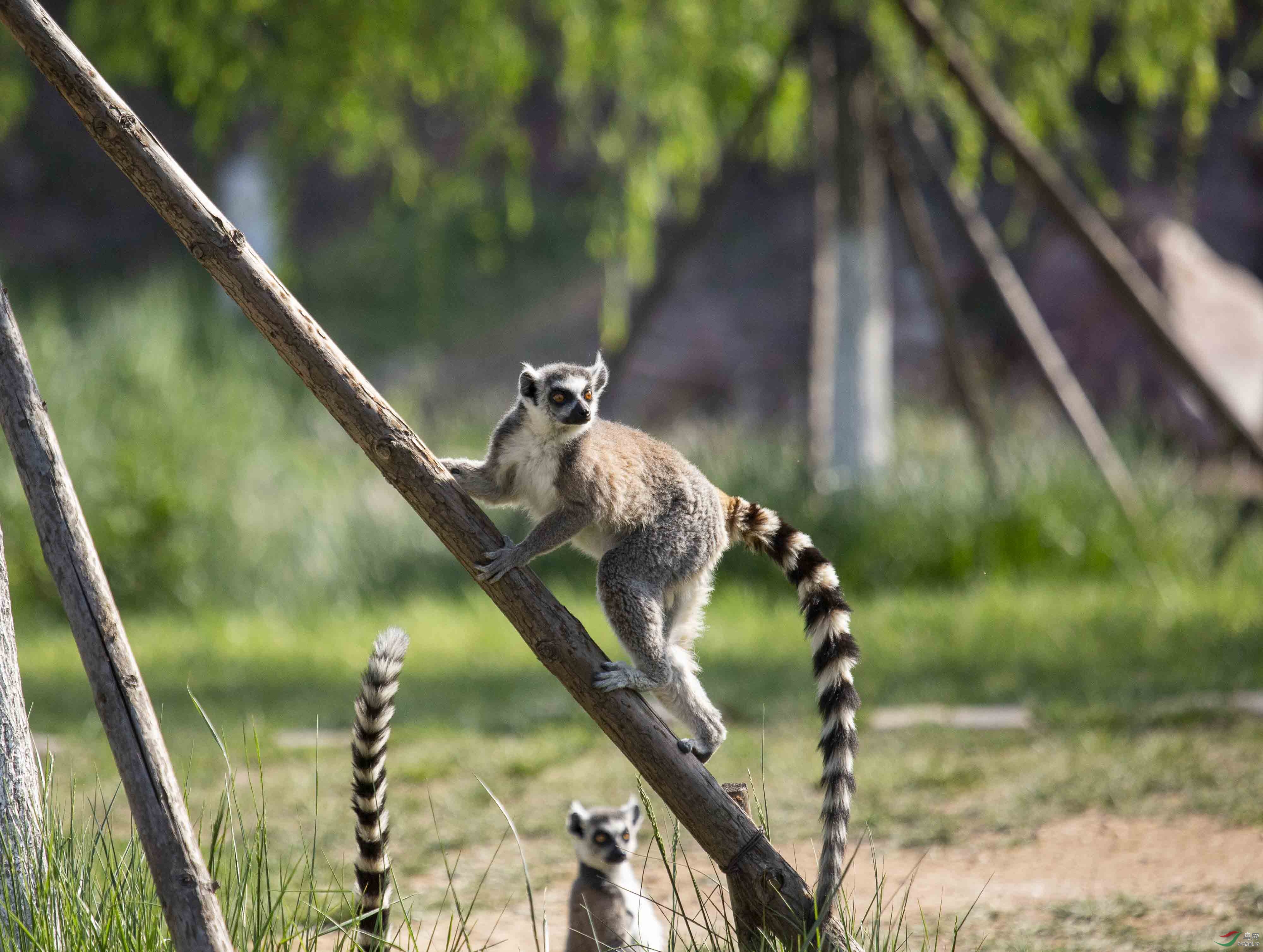 玩皮可爱的猴猴
