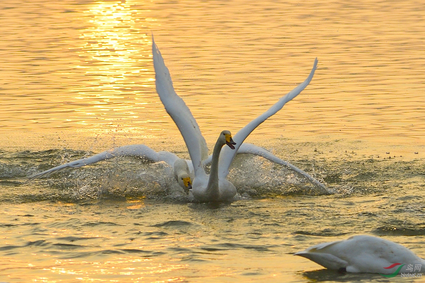 DSC_0004_17832a.jpg