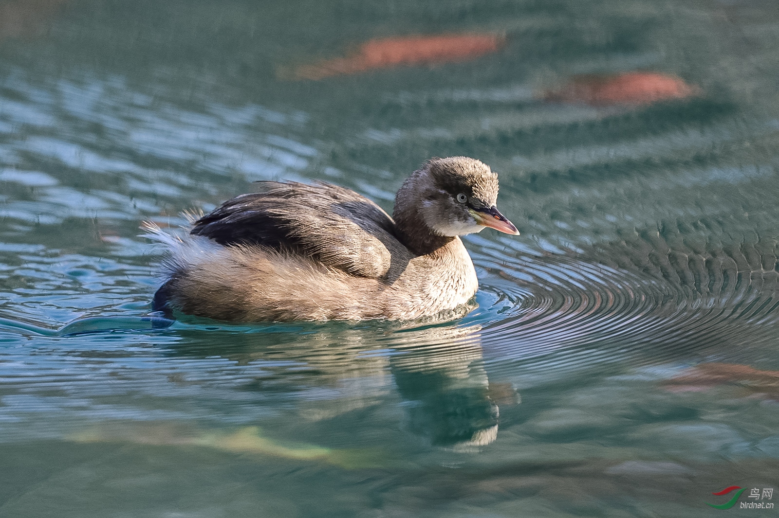 _DSC0286_7492a.jpg