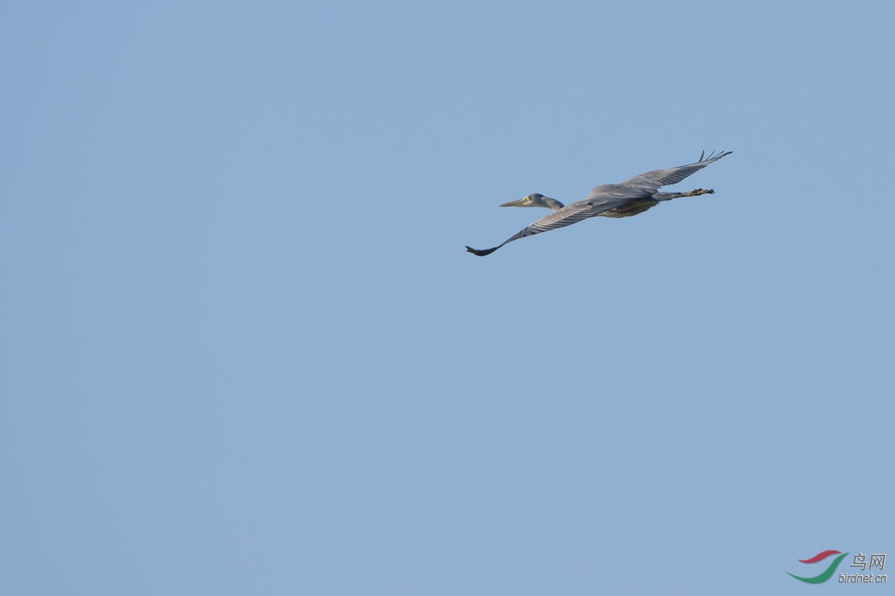 _DSC9589a.jpg
