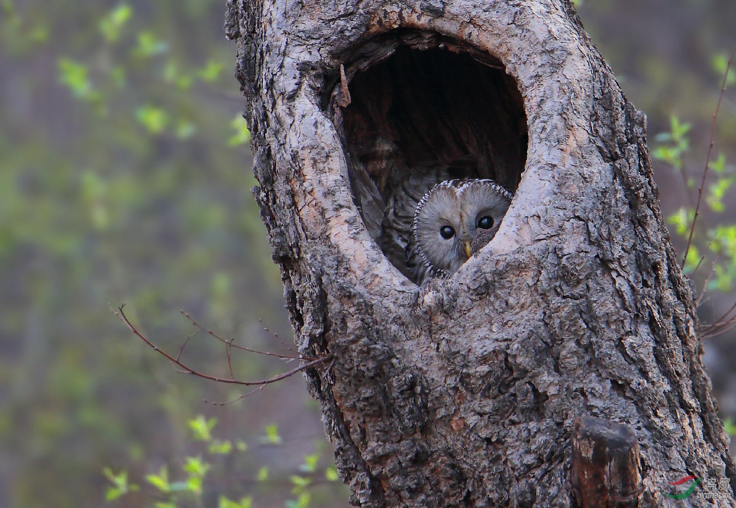 宅巢—长尾林枭