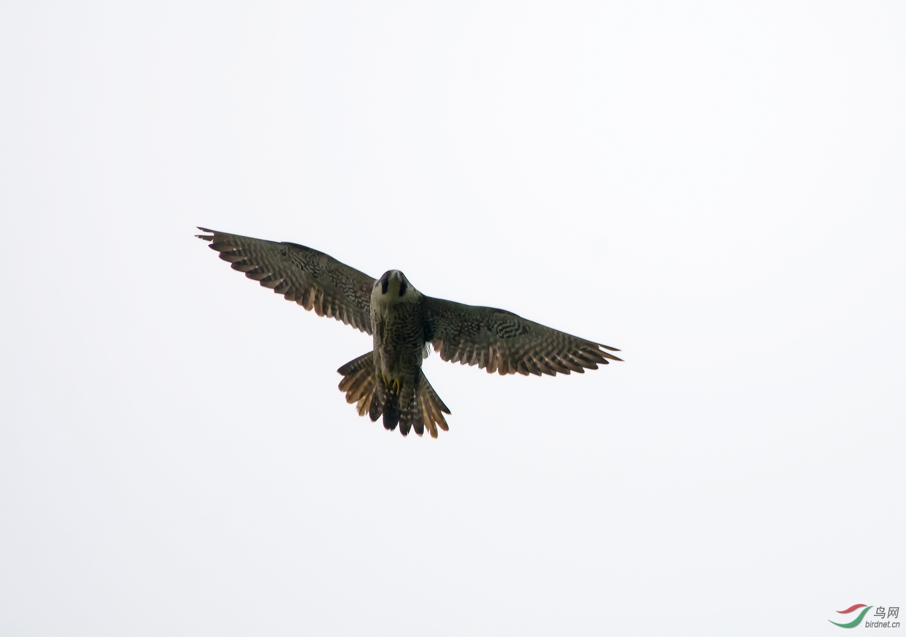 DSC_6208.jpg