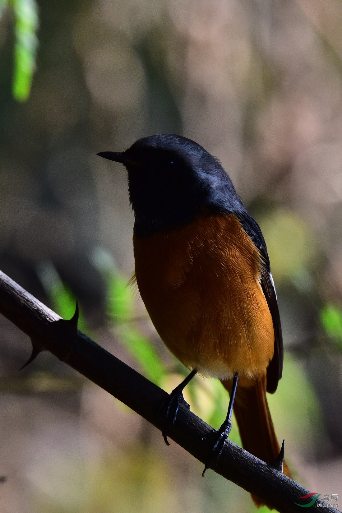 DSC_0306.JPG