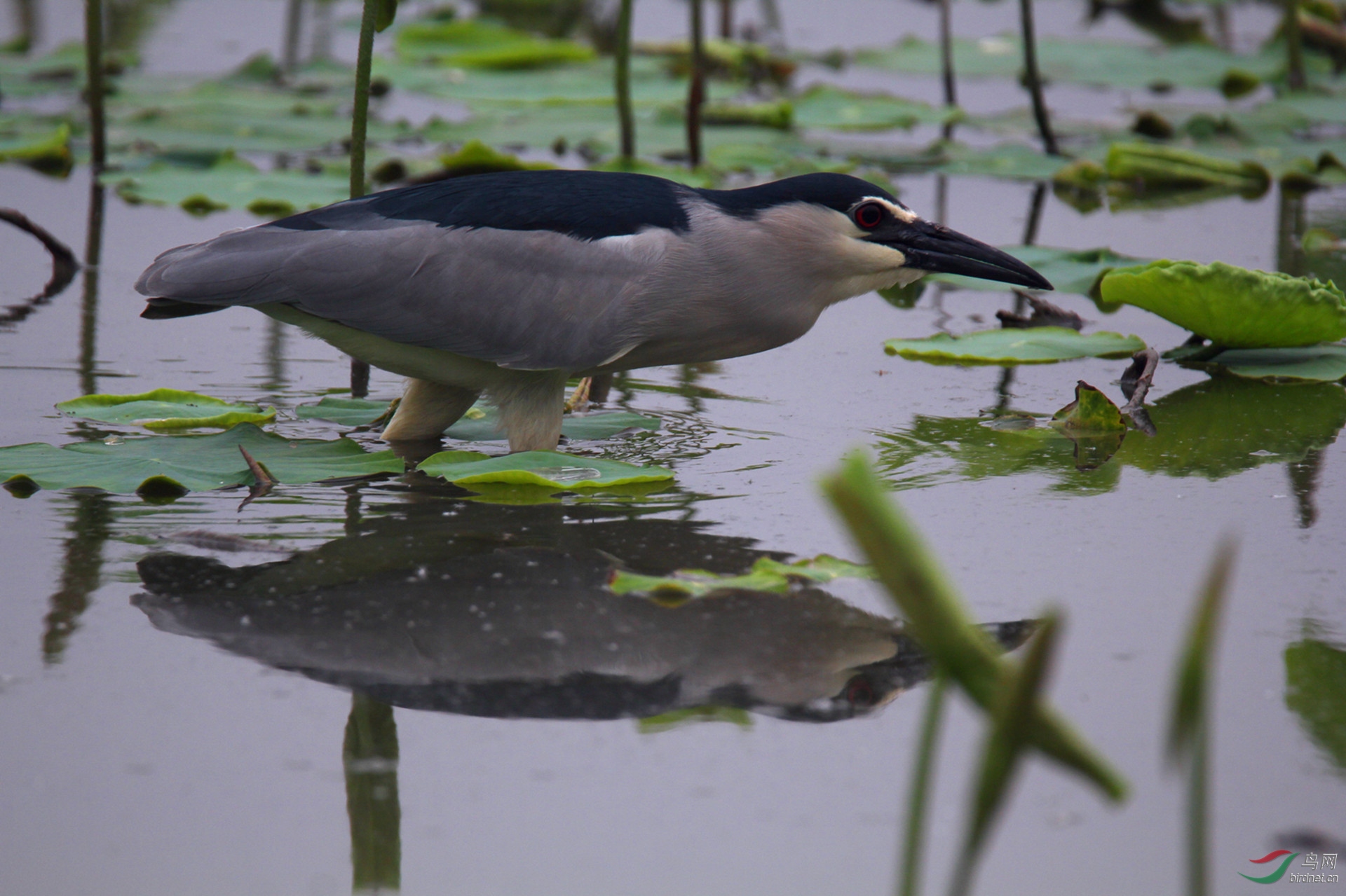 杂草 泥塘 夜鹭(6)