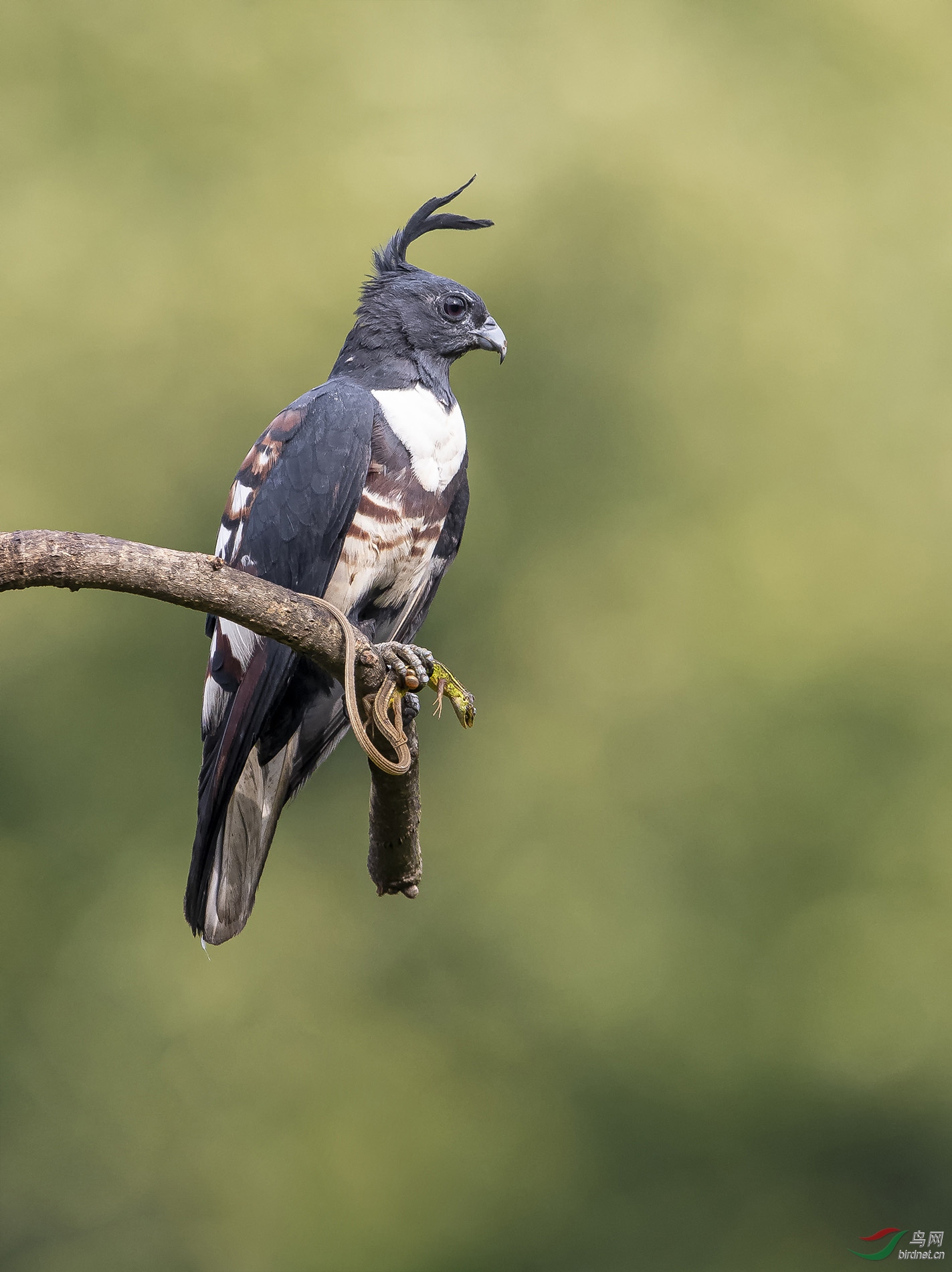 黑冠鹃隼捕食归来