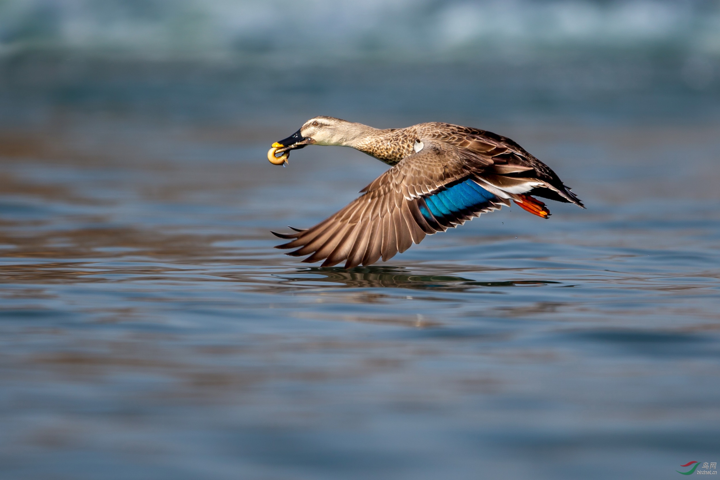 ����Ѽ (17).JPG