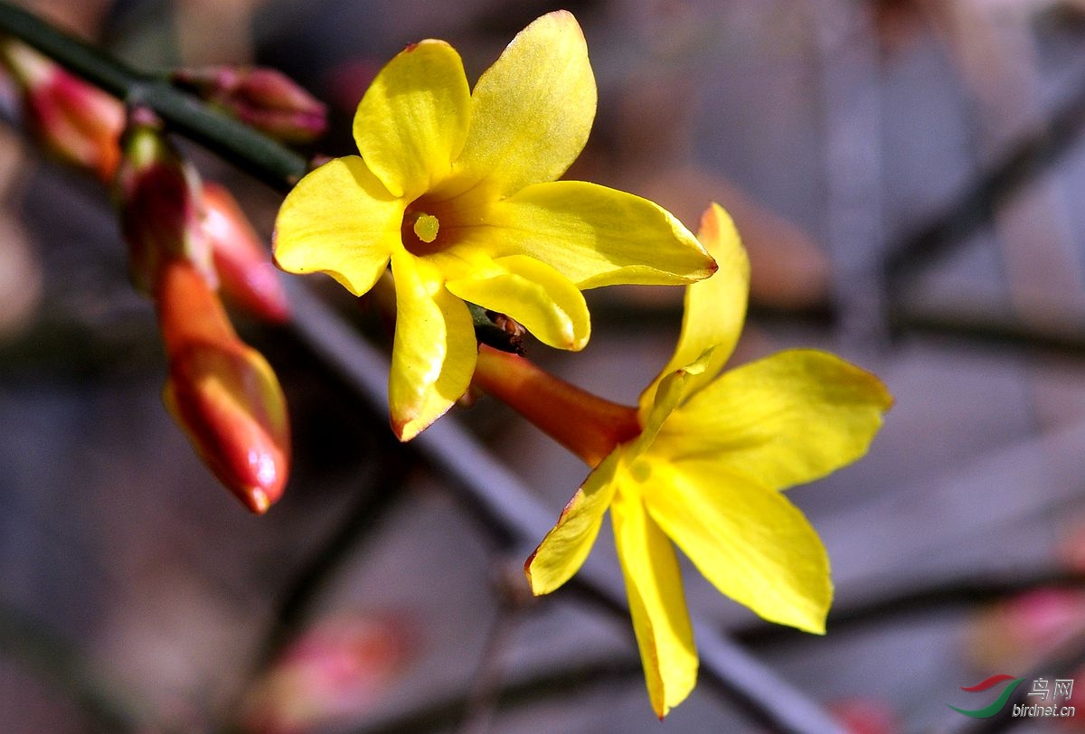 迎春花