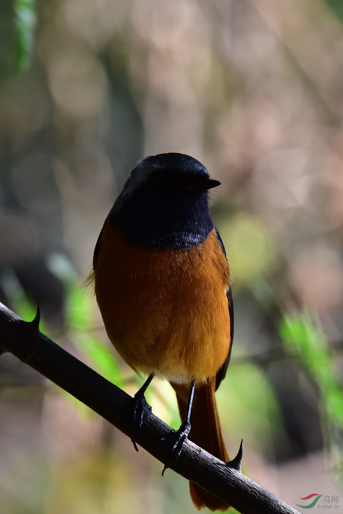 DSC_0310.JPG
