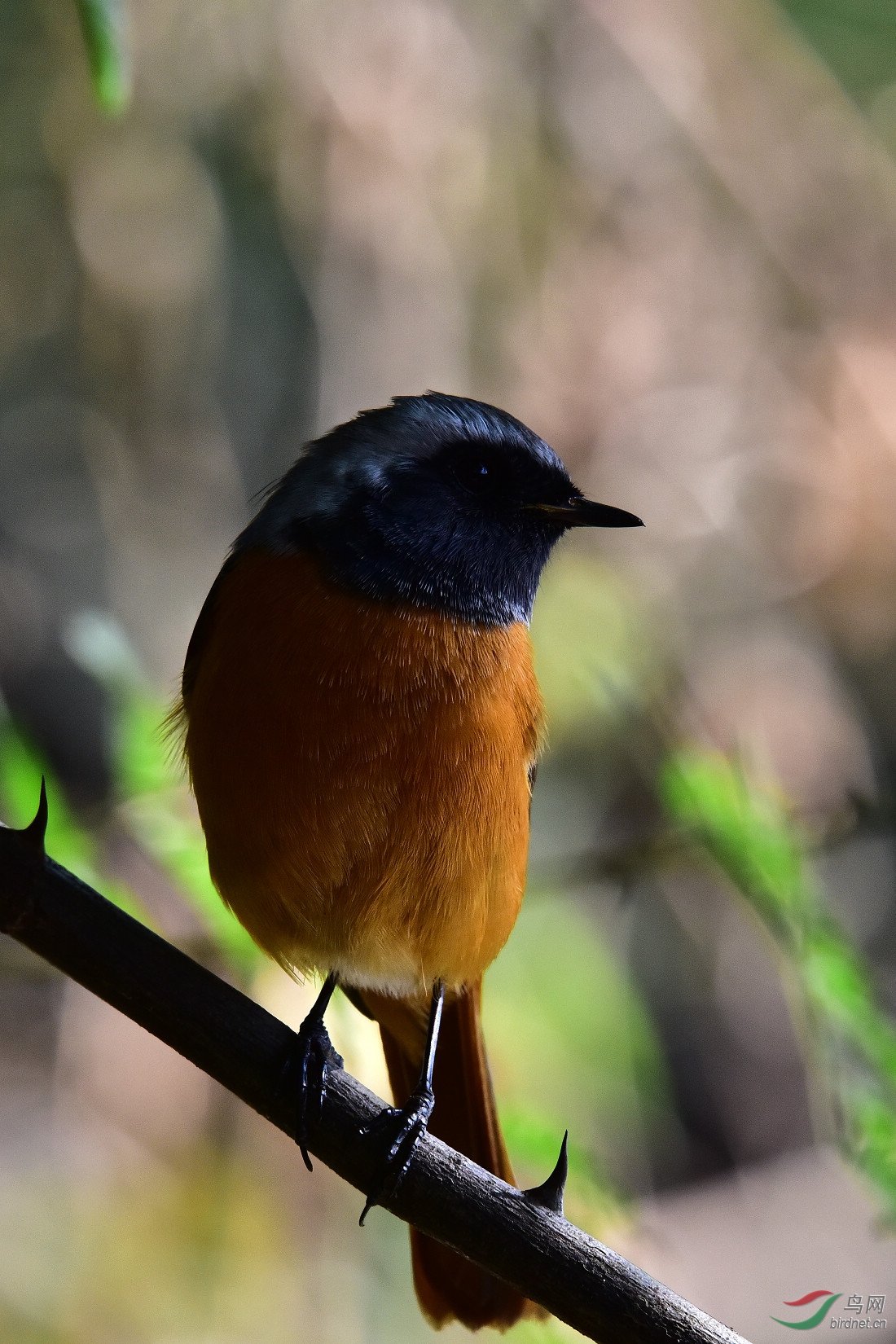 DSC_0311.JPG