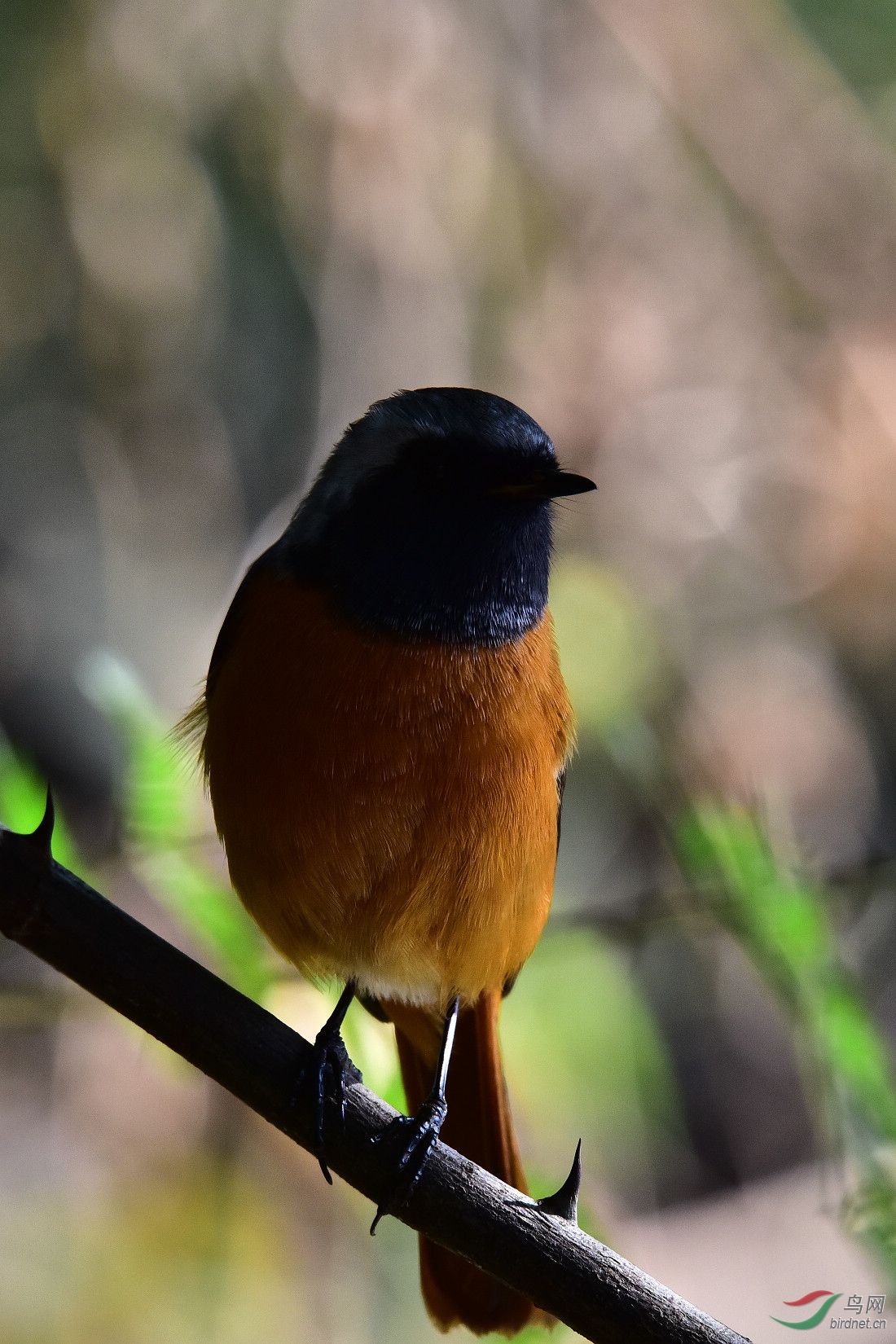 DSC_0312.JPG