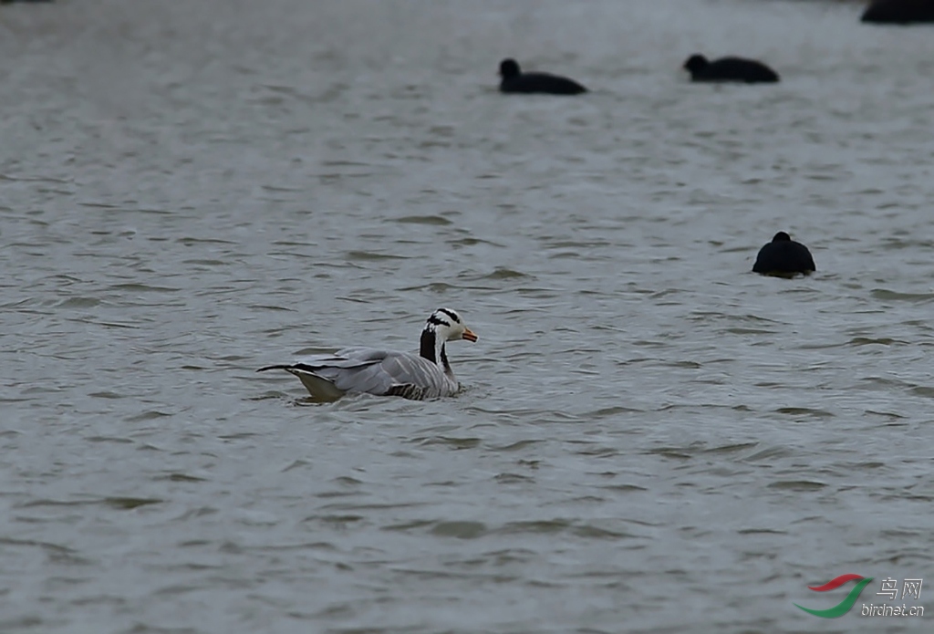 ��ͨ��ɳѼ (2).jpg