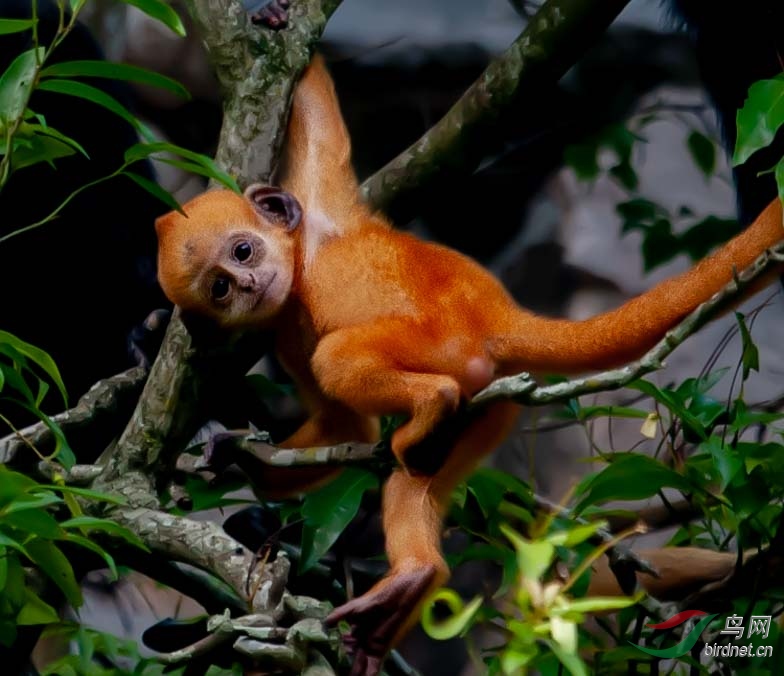 白头叶猴 新生的小金仔