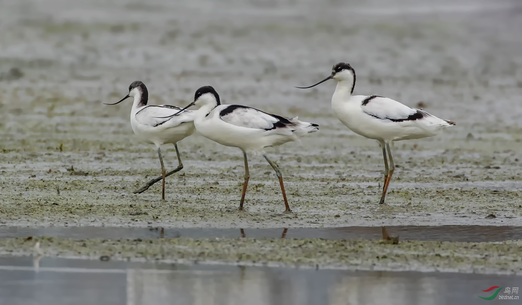 �ڳ᳤����