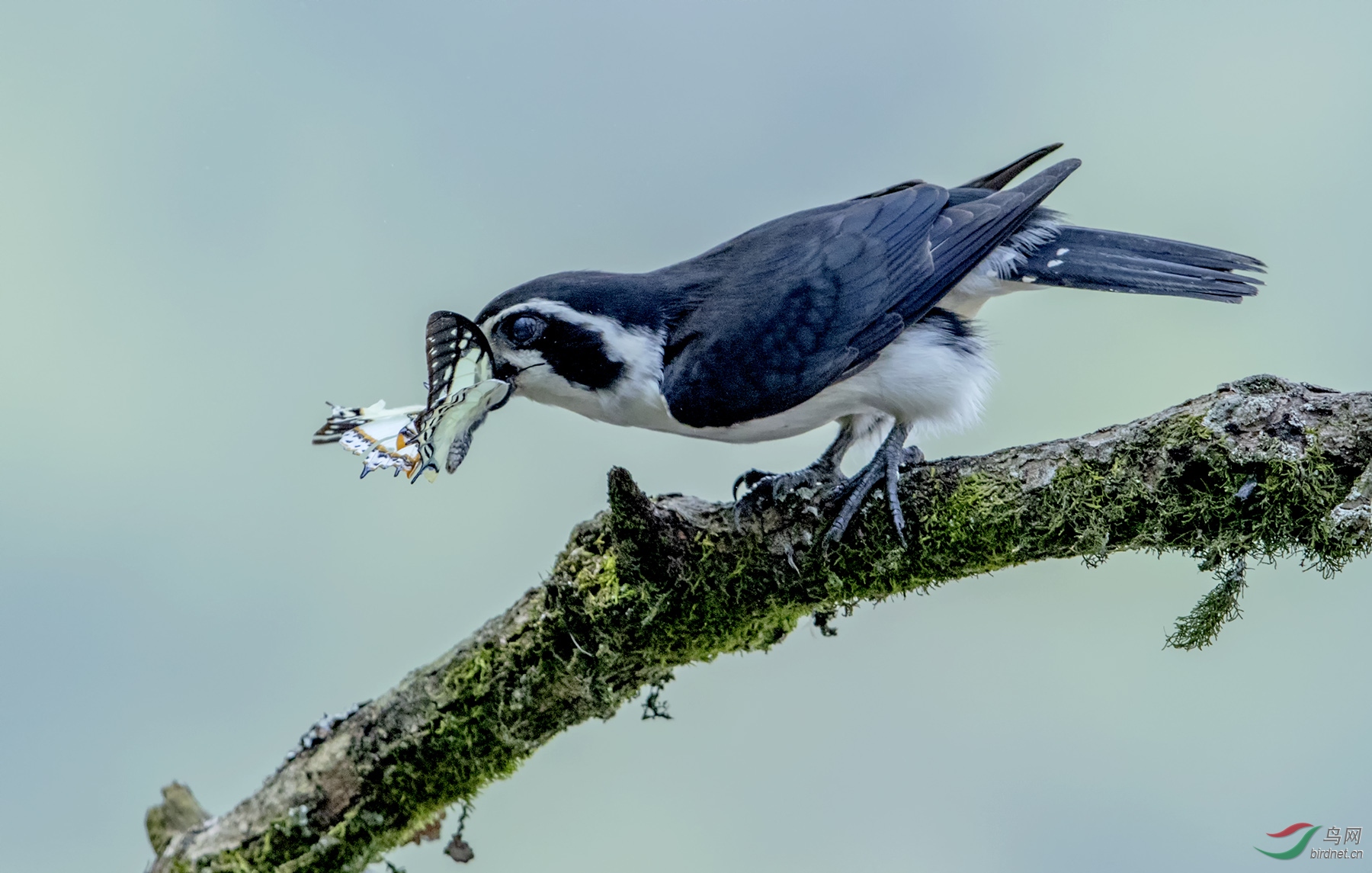 ����С��