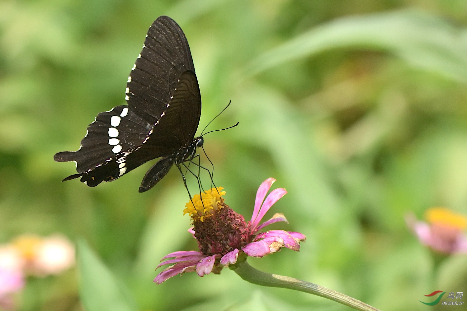 看图说话———玉带凤蝶