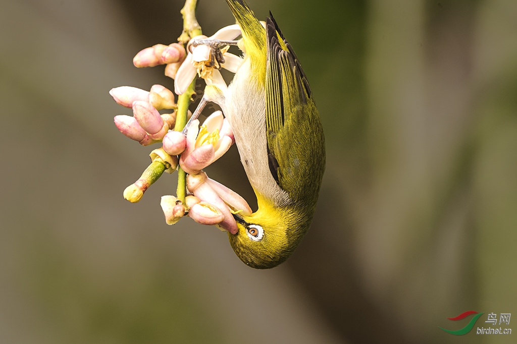 DSC_7478.jpg