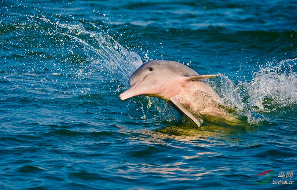 海之骄子中华白海豚摄于广西钦州三娘湾获首页动物精华