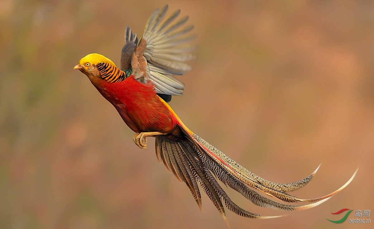 飞翔的红腹锦鸡.