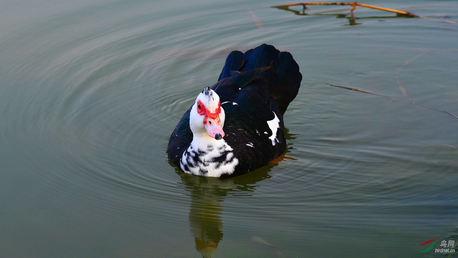 DSC_4017.JPG