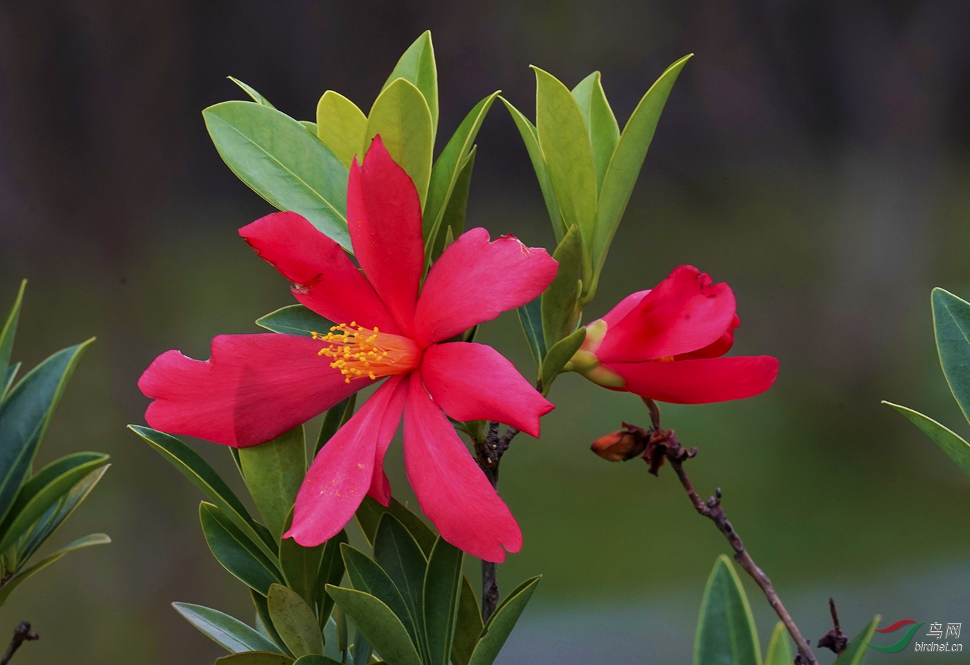 山茶花