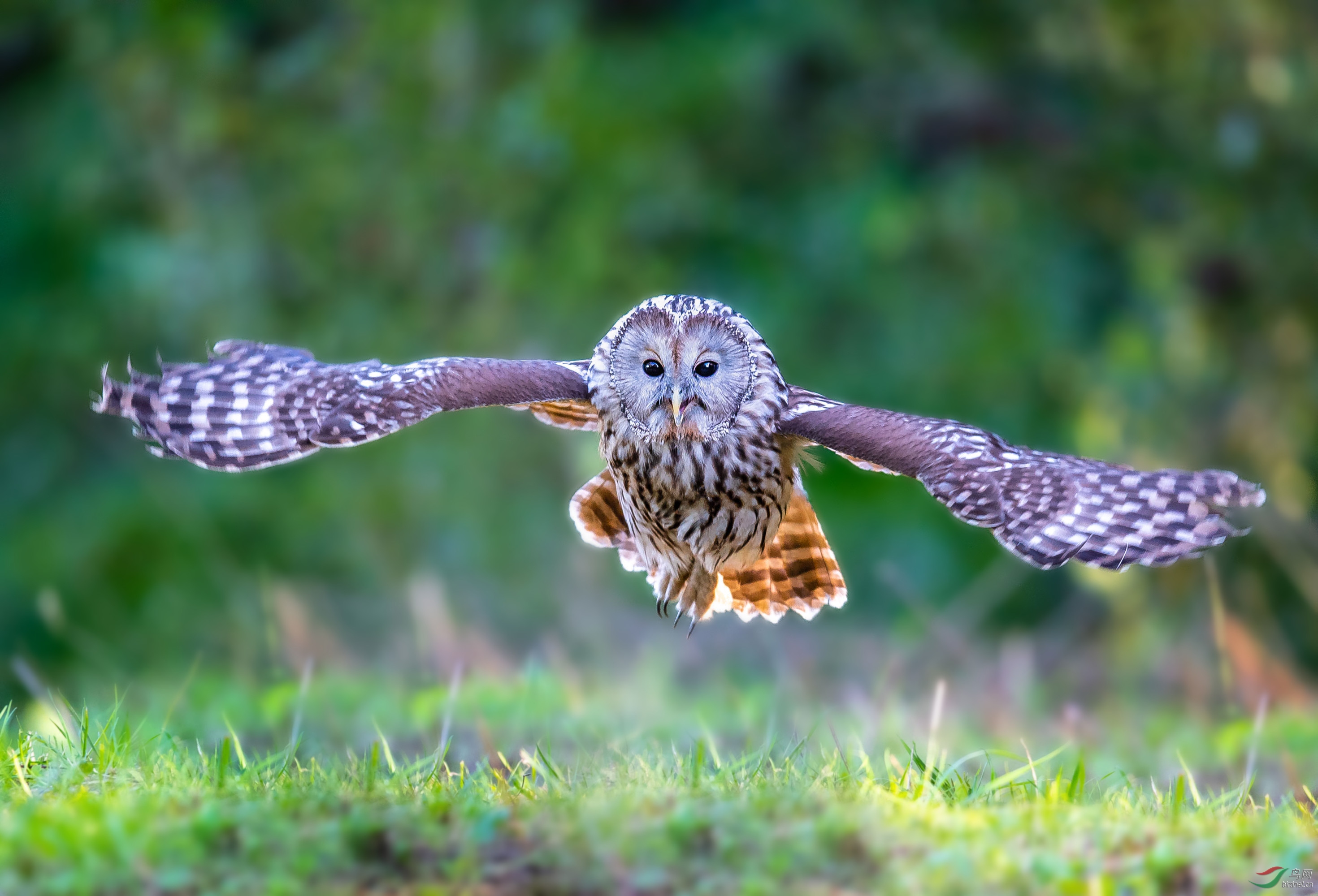 长尾林鸮(祝贺荣获首页鸟类精华)