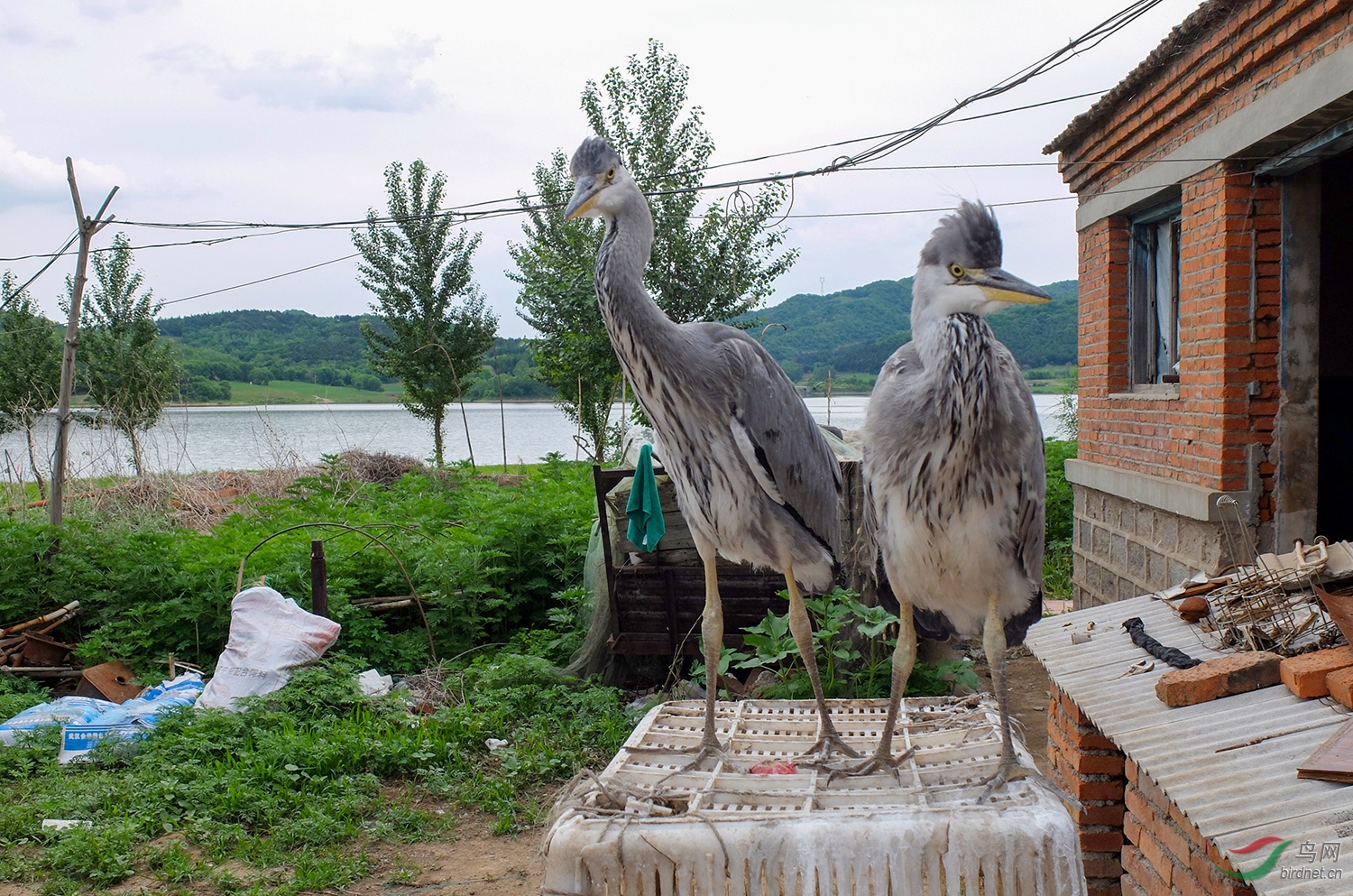 �����Ĳ��������ĳ�����