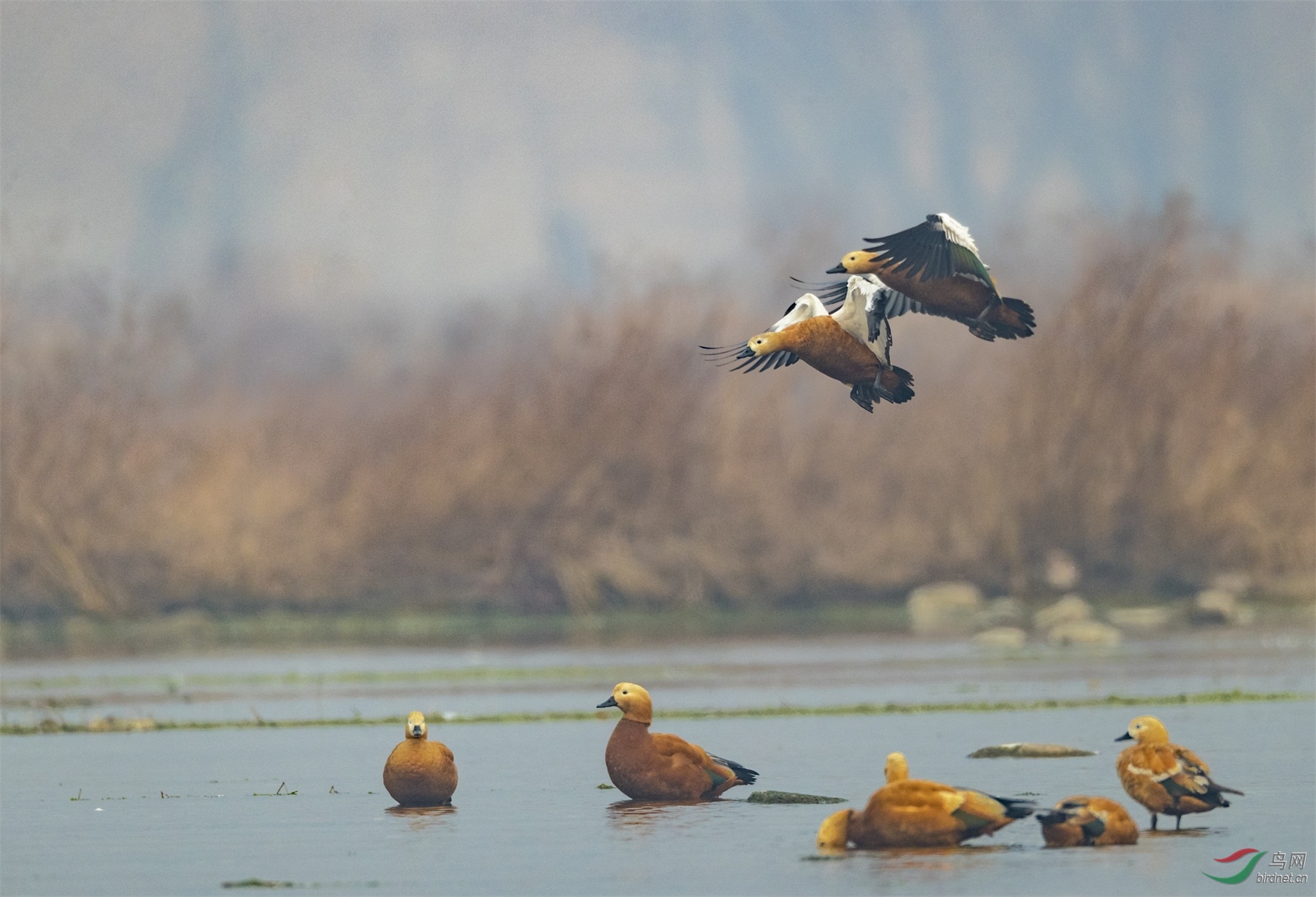 889 - ����.jpg