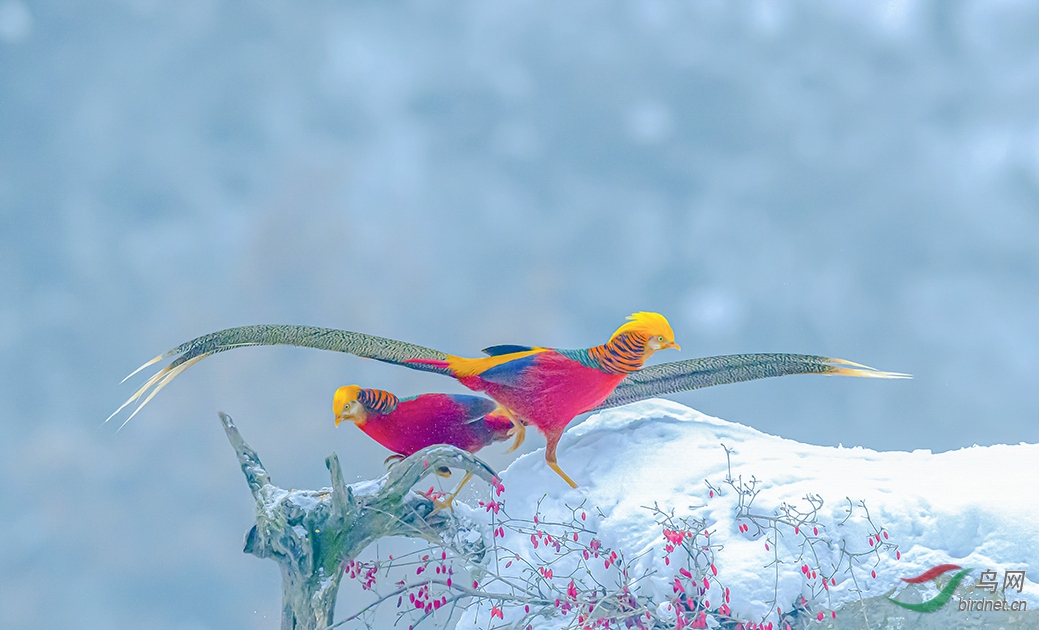 ����������Ͽ��ɽ��