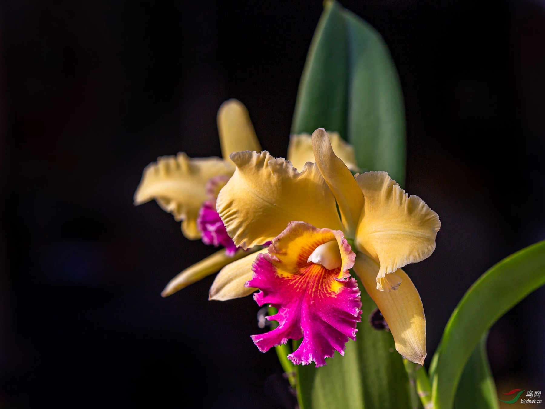 漂亮的卡特兰(祝贺zfrsy老师获得本版佳作)