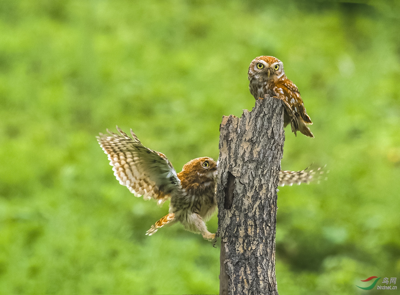 ˫�^ͬ�򶯾����---�۾�ѩ��