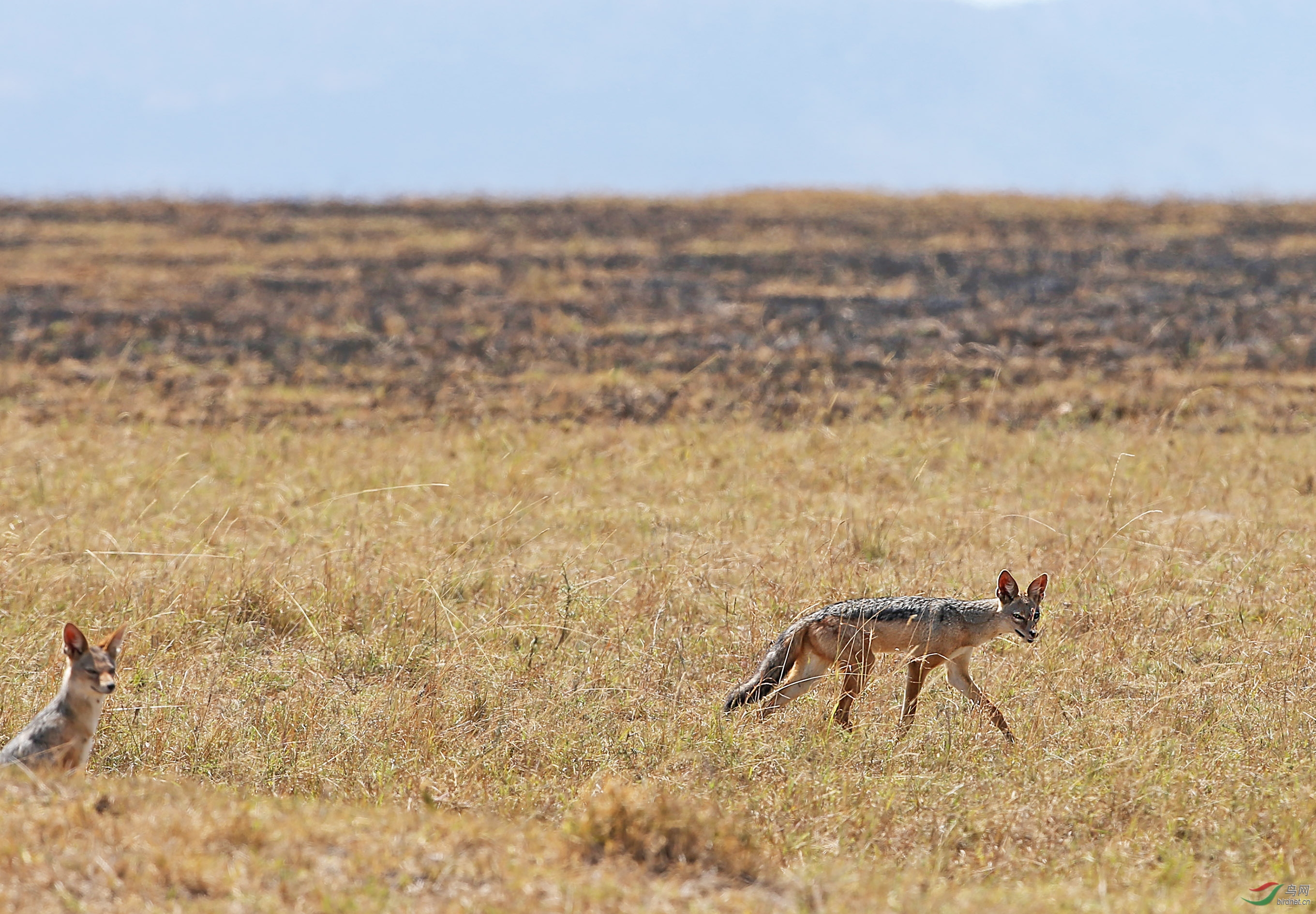 AY7R4401-s.jpg