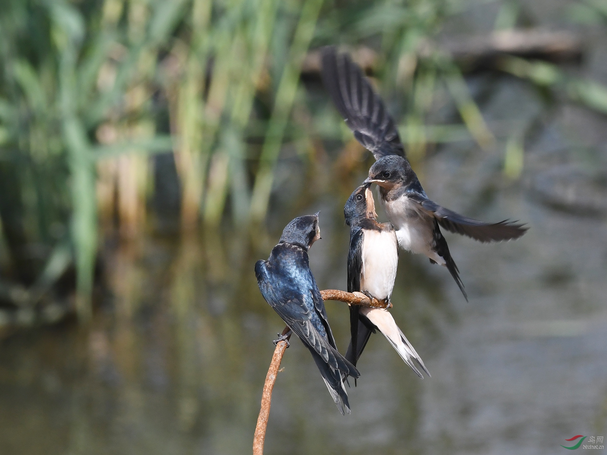 ������Ӱ 2131����.jpg