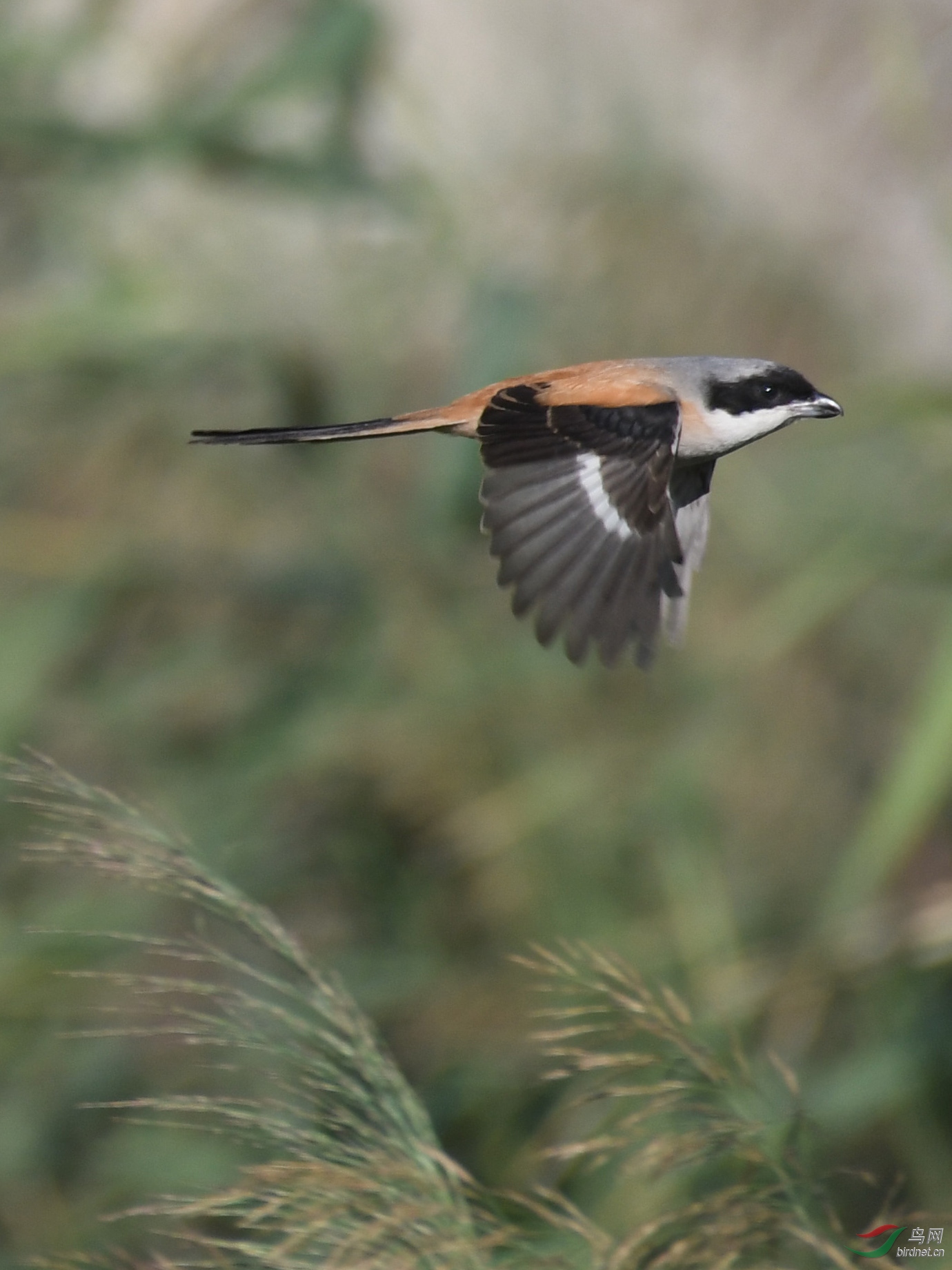 ������Ӱ 2213����.jpg