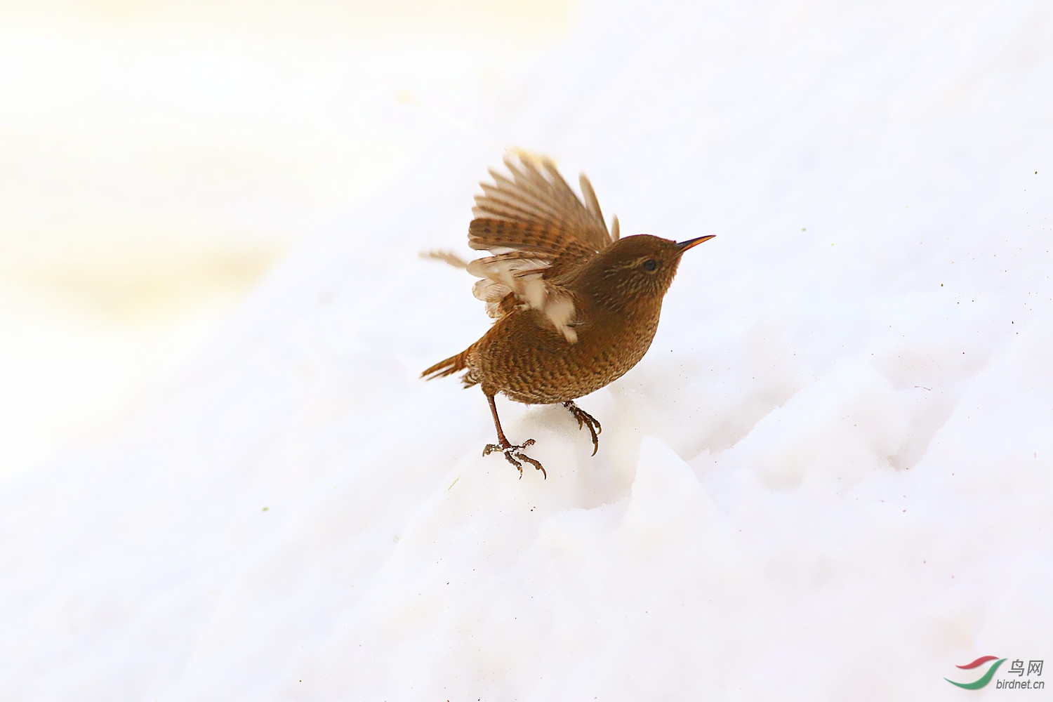 雪地鷦鷯鳥