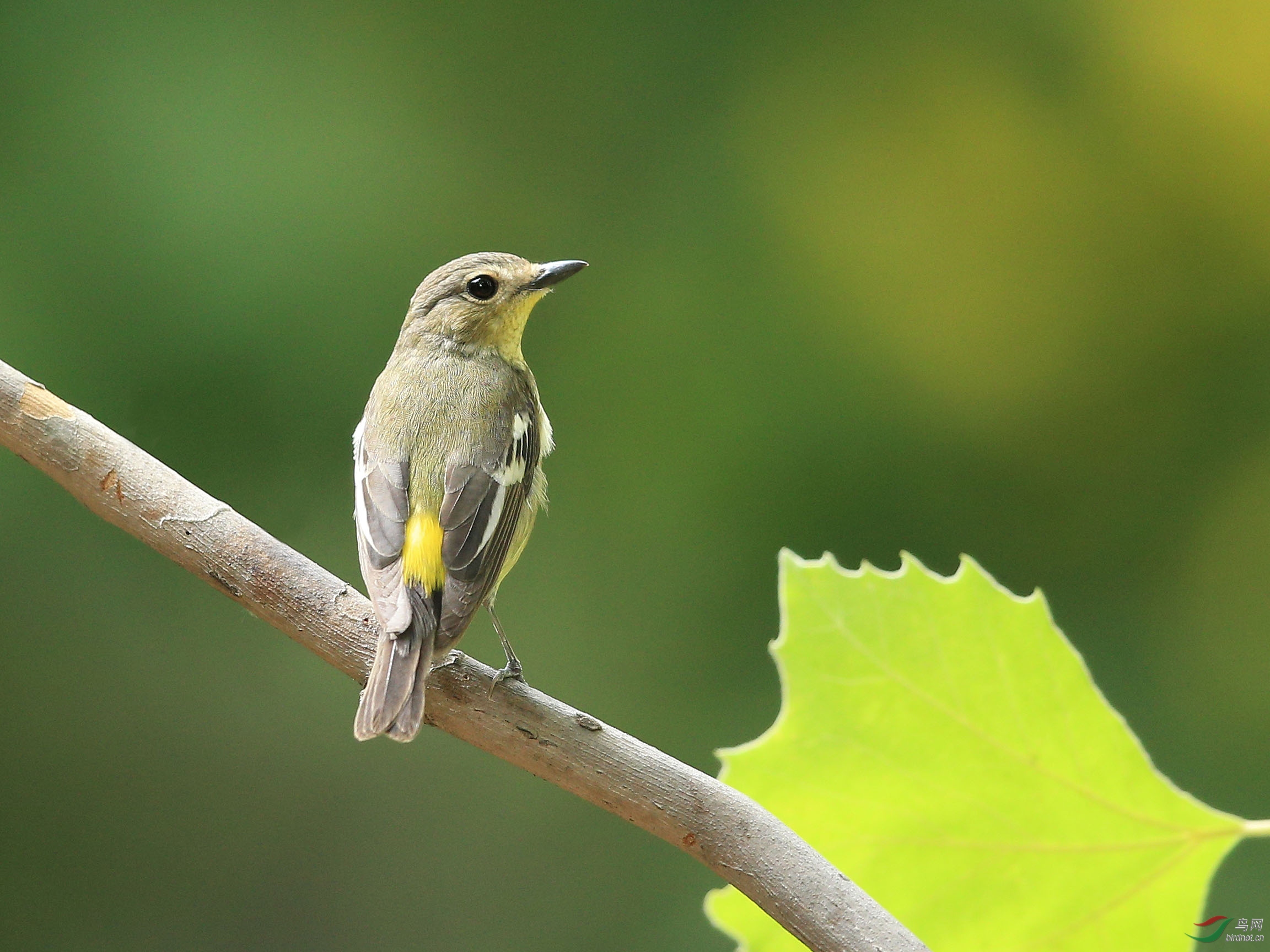 林鸟白眉姬鹟夫妇忙育雏北植