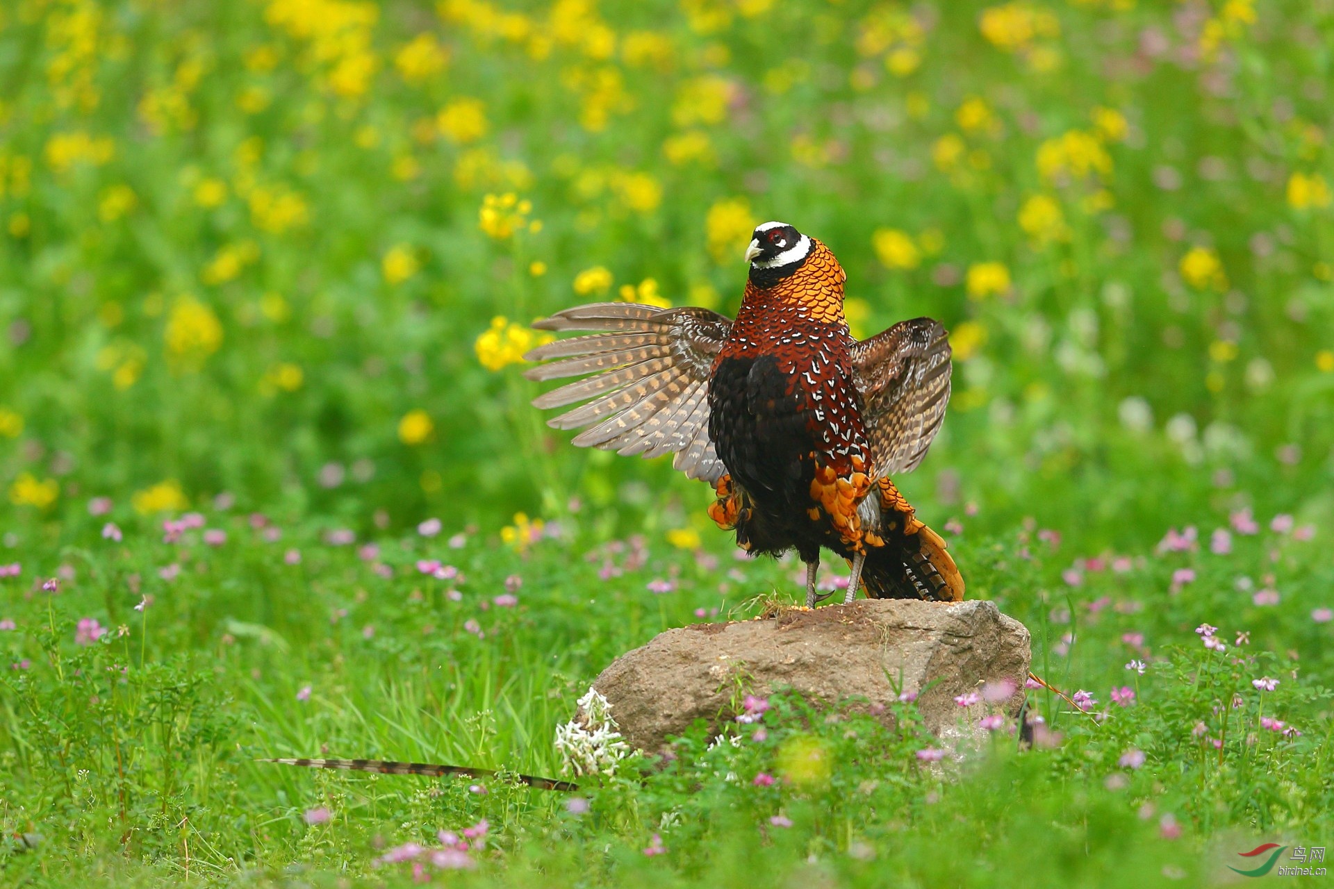 王者风范(白冠长尾雉)