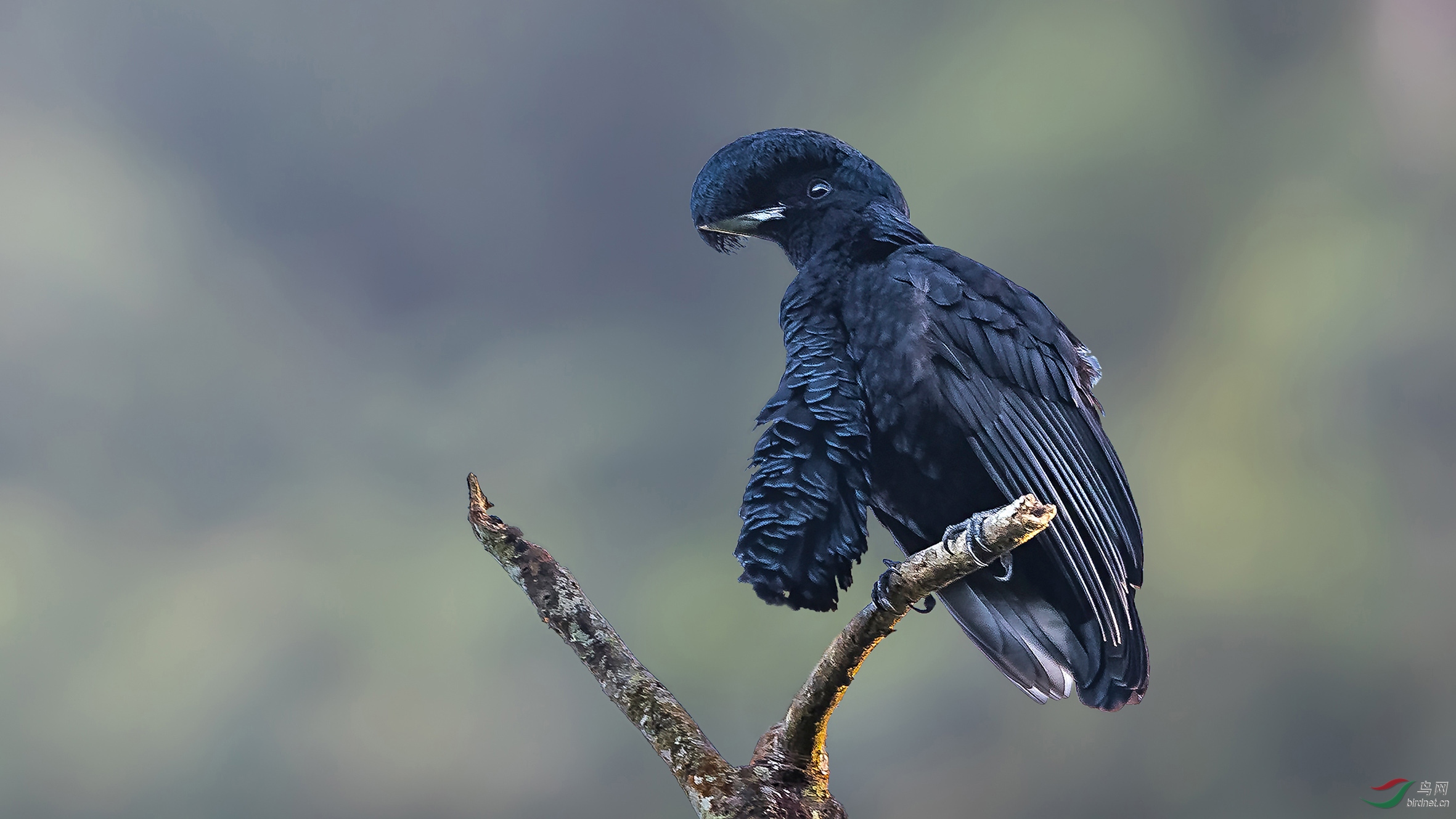 南美-长耳垂伞鸟(祝荣获首页精华)
