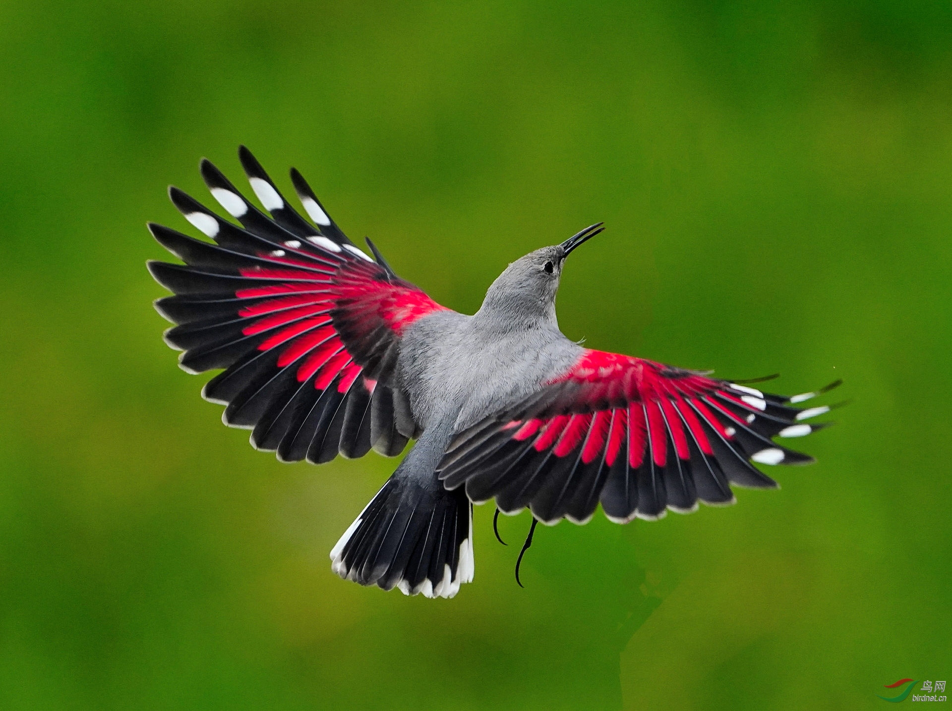 美丽的红蝴蝶!《荣获首页精华》