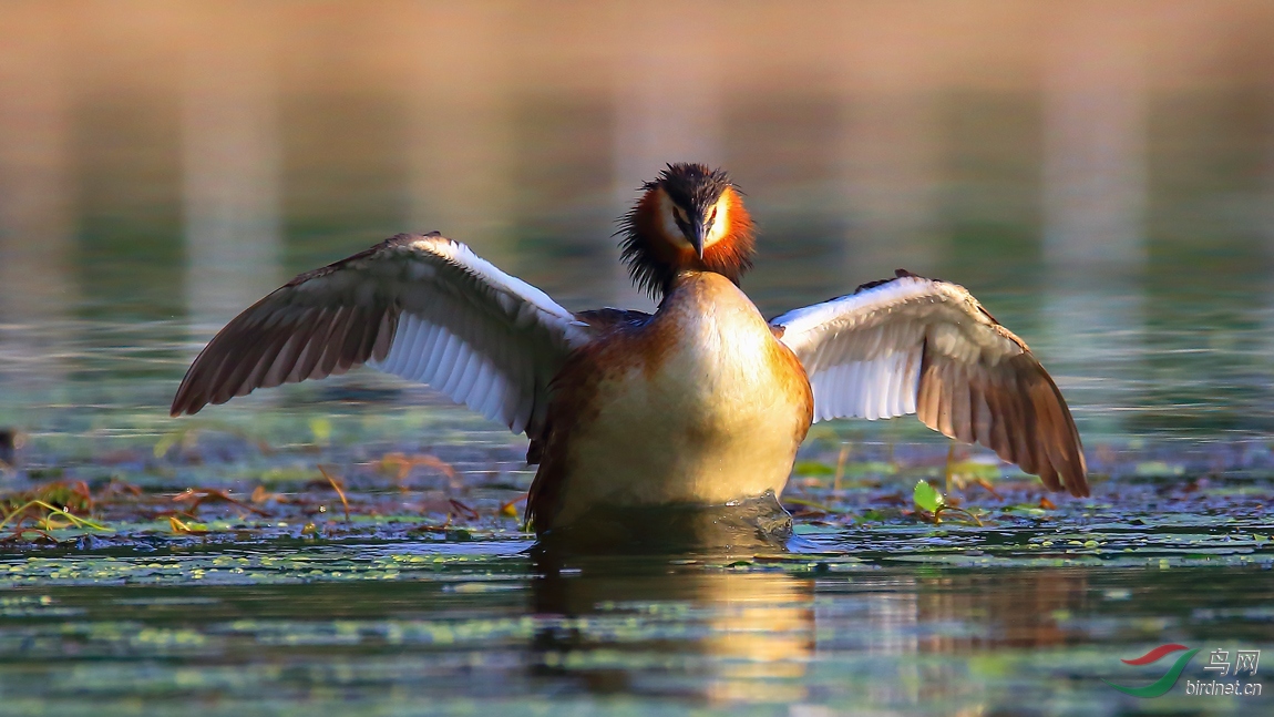 ��ͷ����