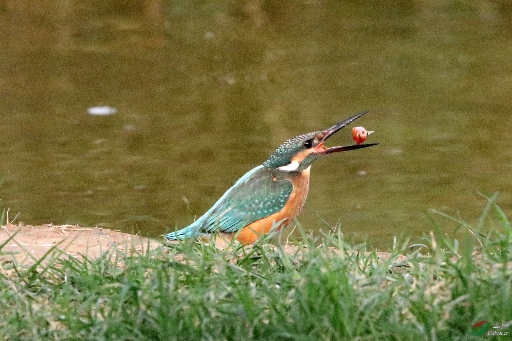 IMG_6488czx.jpg