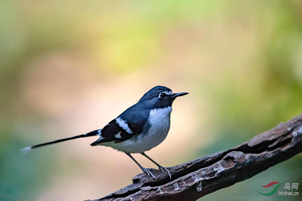 yj180225_1908 ����.jpg