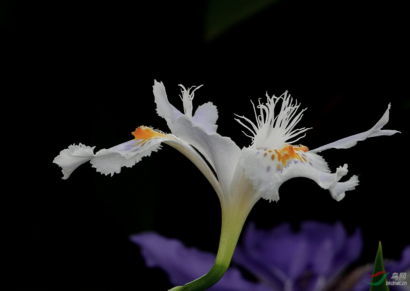 扁竹兰祝贺西门紫茹老师获得本版佳作
