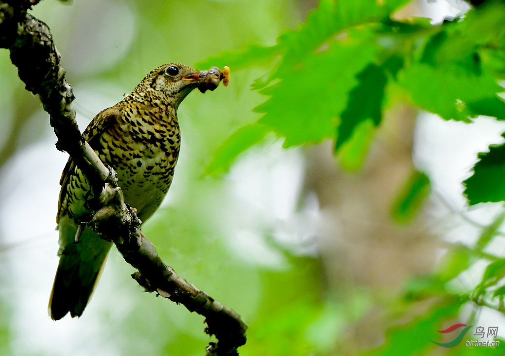 ���ߵ�� (2).jpg