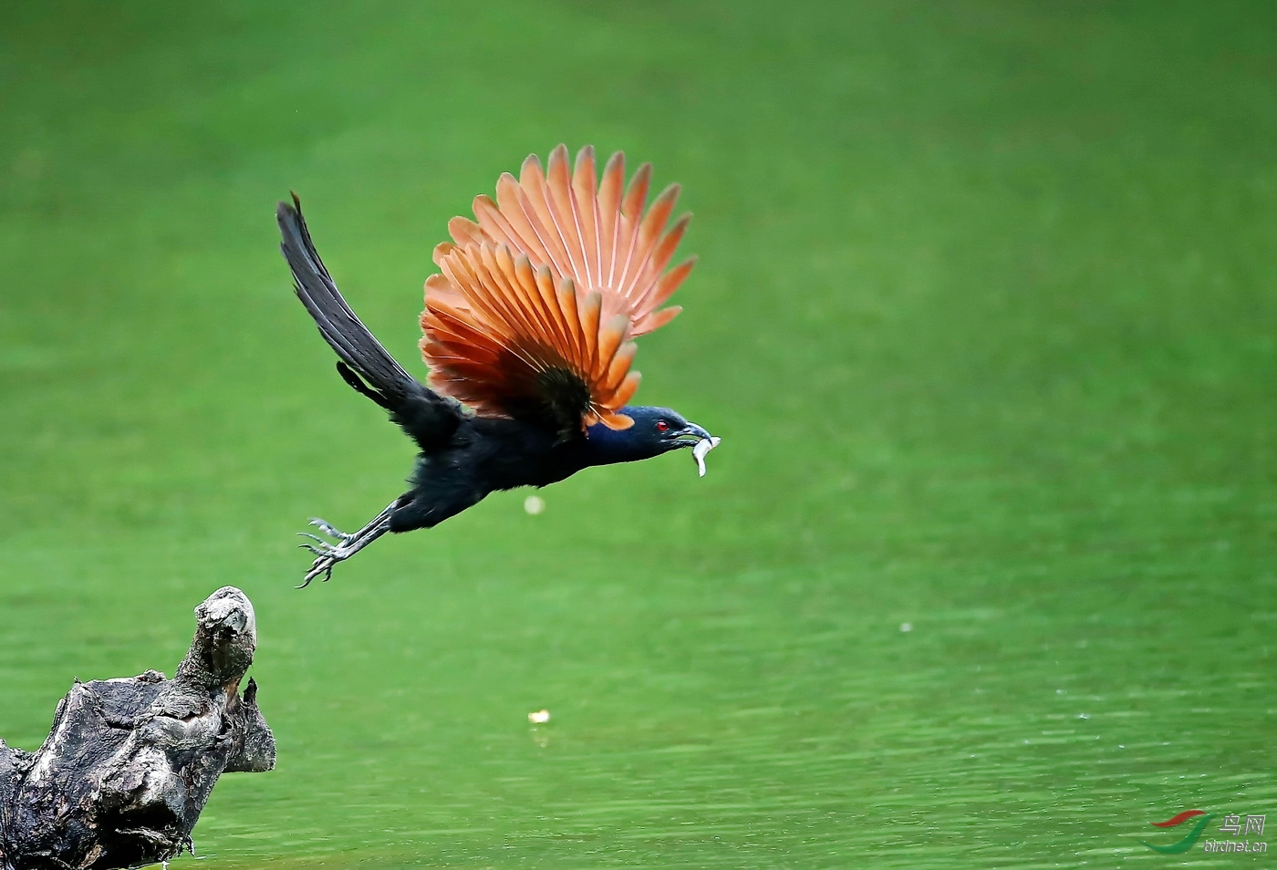 褐翅鸦鹃鸟图片