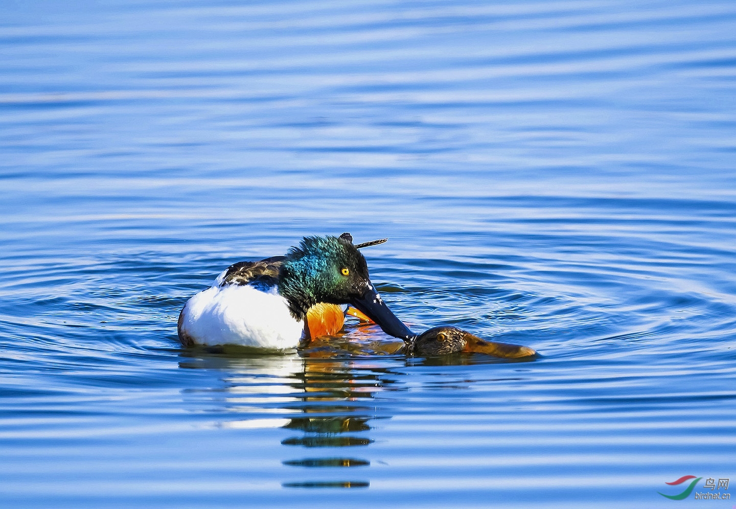 �῵D500��800��---��ë������