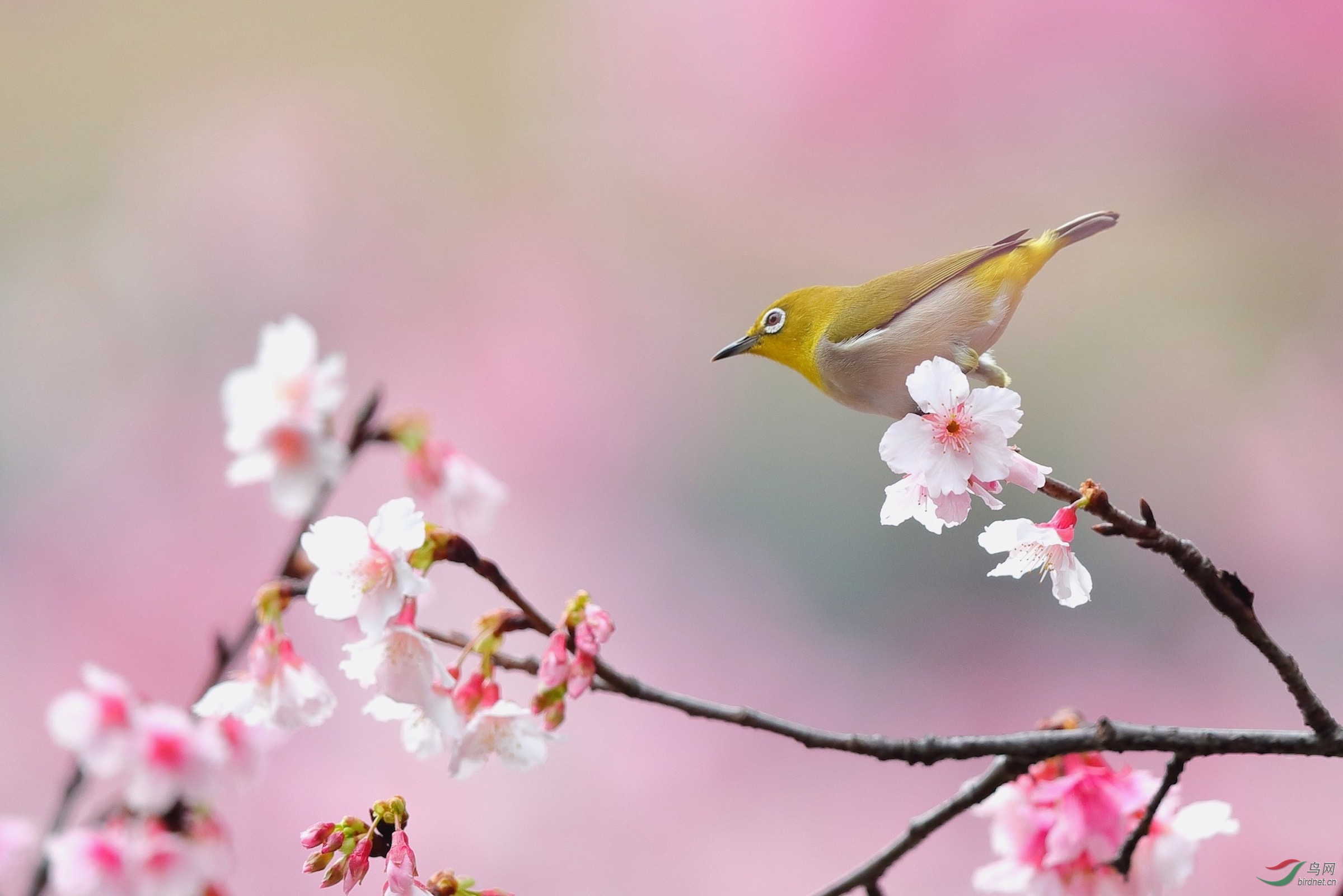 探春
