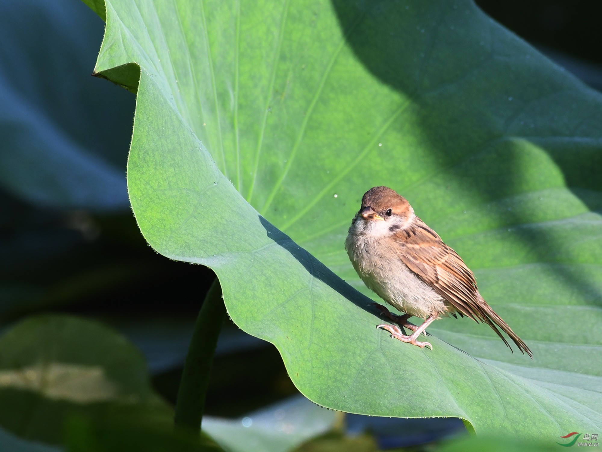 ������Ӱ 260����.jpg